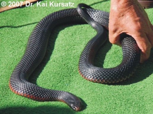 Pseudechis porphyriacus Bild04